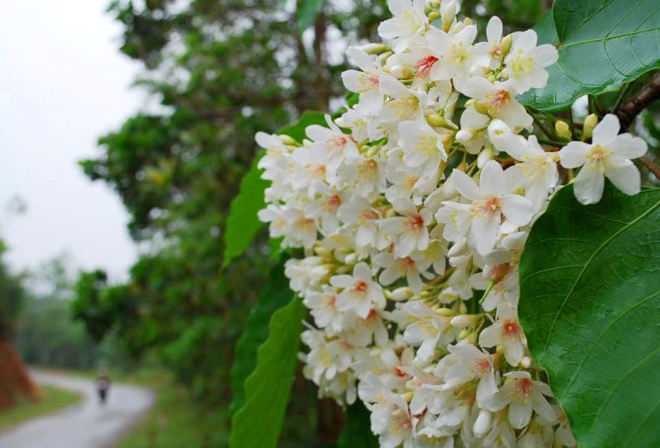 Hoa Trẩu Trắng Bình Liêu.